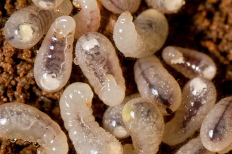 ant larvae