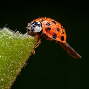 are asian lady beetles invasive