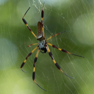 are banana spiders venomous