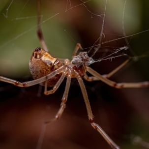are brown widow spiders poisonous