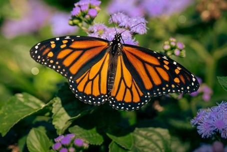 are butterflies poisonous