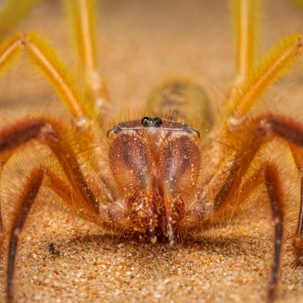 are camel spiders poisonous