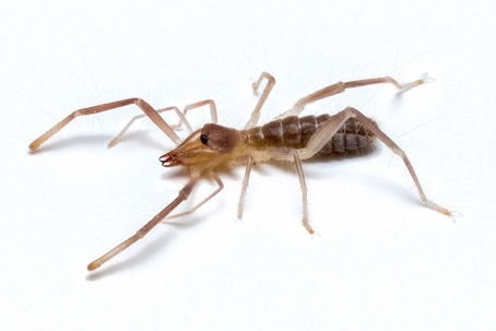 are camel spiders venomous