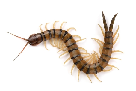 are centipedes poisonous