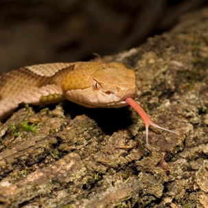 are copperhead snakes poisonous