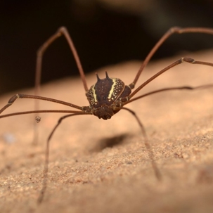 are daddy long legs poisonous