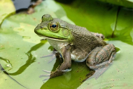 are frogs poisonous
