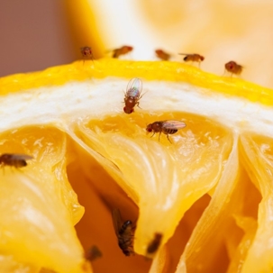 are fruit flies poisonous