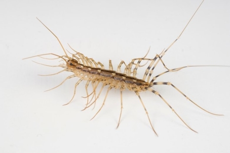 are house centipedes dangerous