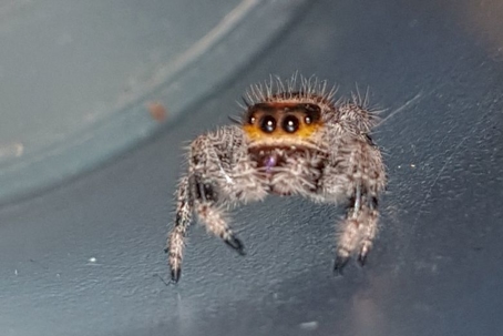 are jumping spiders venomous