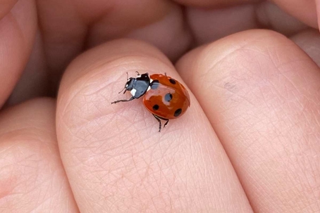 are ladybugs harmful