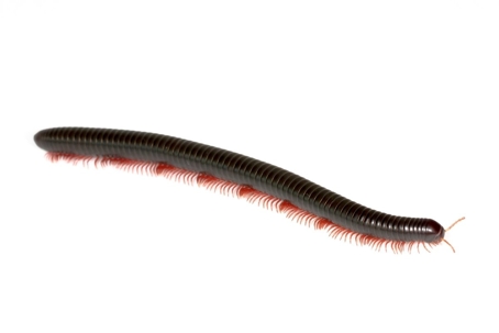 are millipedes poisonous