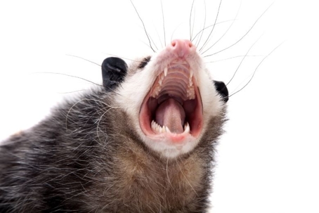 are opossums dangerous