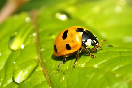 are orange ladybugs poisonous