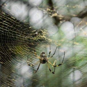 are orb weaver spiders poisonous