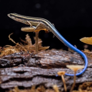 are skinks poisonous