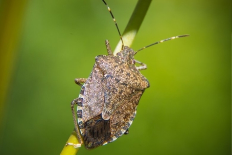 are stink bugs poisonous