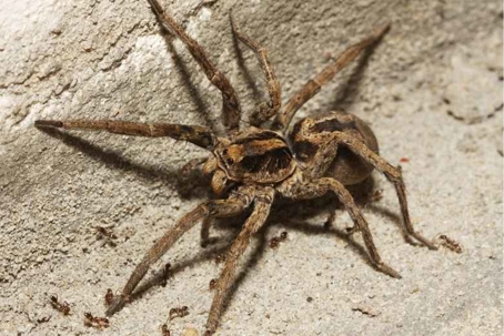 are wolf spiders poisonous