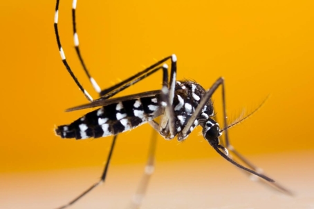 asian tiger mosquito bites