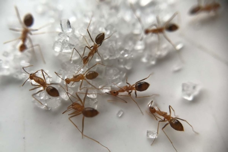 baking soda and sugar for ants