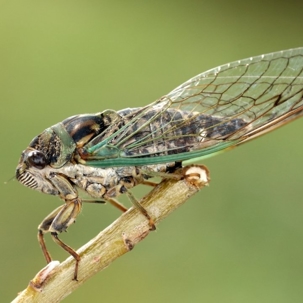can cicadas fly