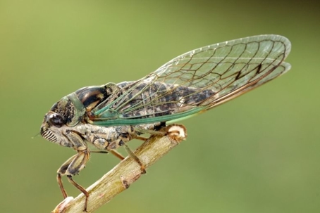 can cicadas fly