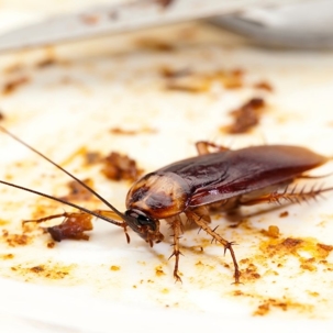 can cockroaches spread diseases