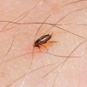 can fleas live on humans