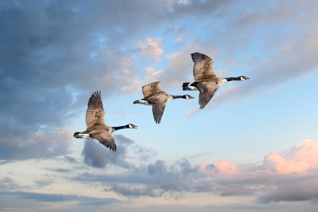 can geese fly
