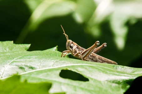 can grasshoppers fly