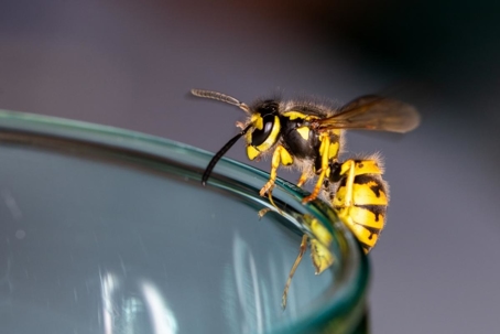 can wasps fly at night
