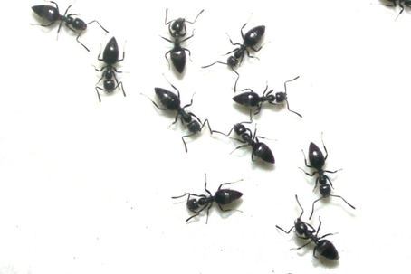 carpenter ants vs black ants