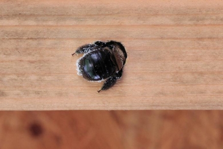 carpenter bee nest