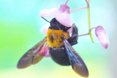carpenter bees vs bumblebees