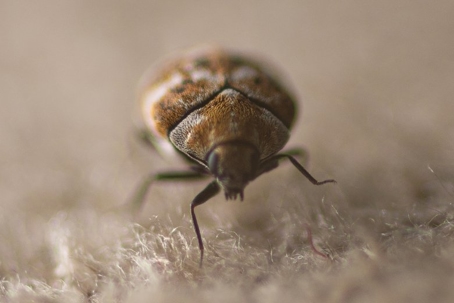 carpet beetle damage