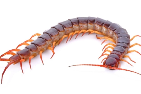 centipedes vs millipedes