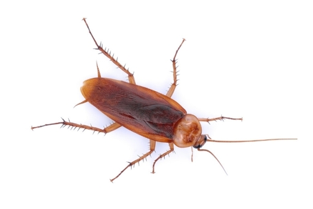 cockroaches vs palmetto bugs