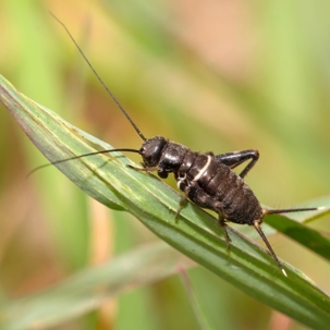 crickets vs grasshoppers