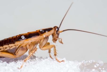 do german cockroaches bite