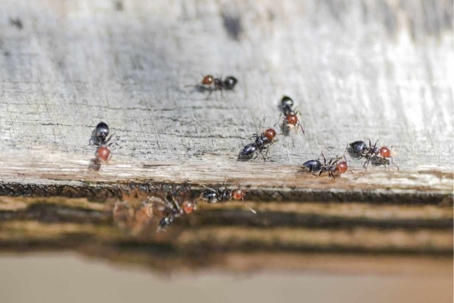 do acrobat ants bite