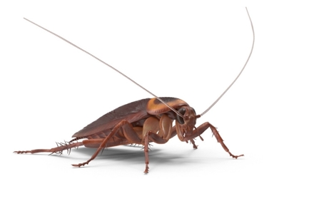 do american cockroaches bite