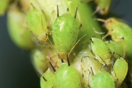 do aphids bite