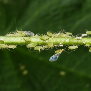 do aphids fly