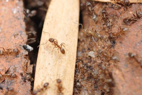 do argentine ants bite