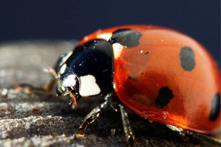 do asian lady beetles bite