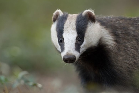 do badgers bite