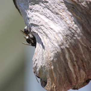 do bald faced hornets sting