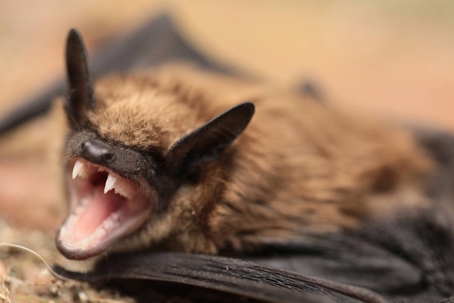do bats bite