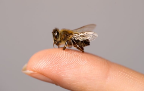 do bees bite