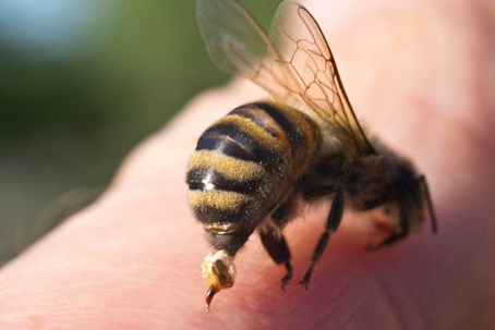 do bees bite